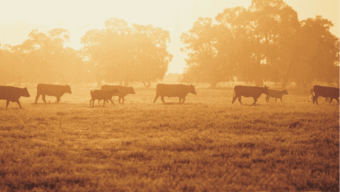 Livestock finance