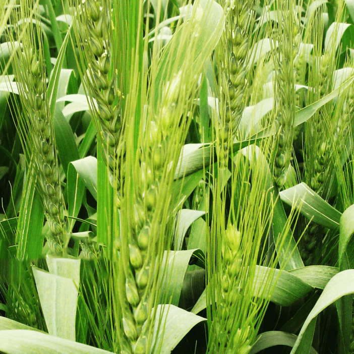 Cropping and broadacre farming