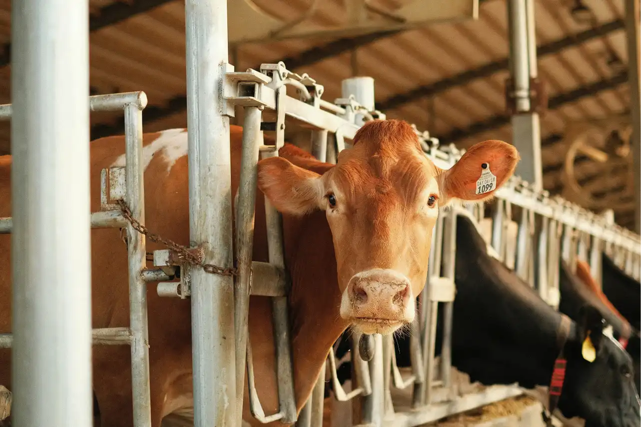 Dairy