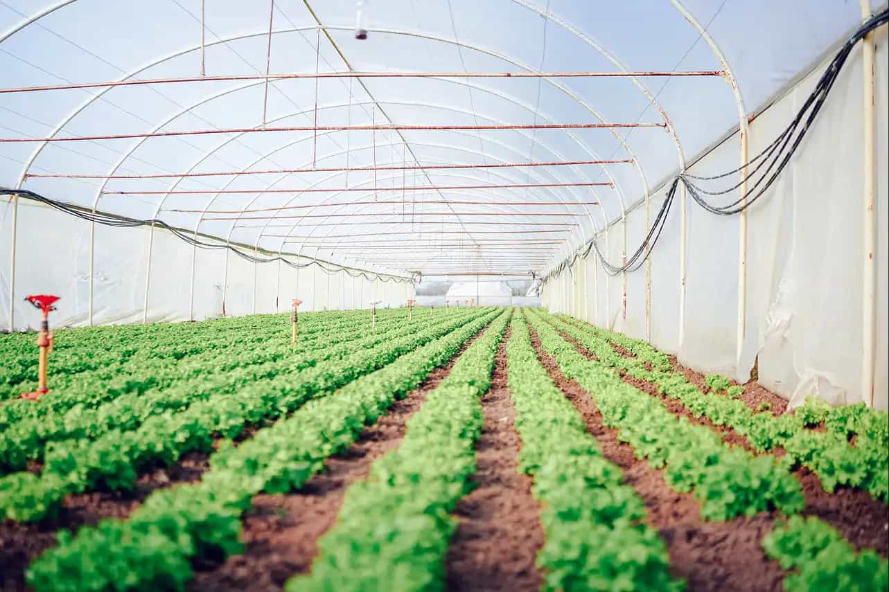 Horticulture produce