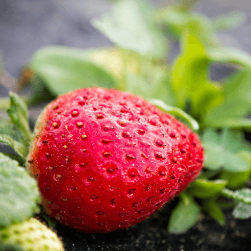Berries and horticultural produce