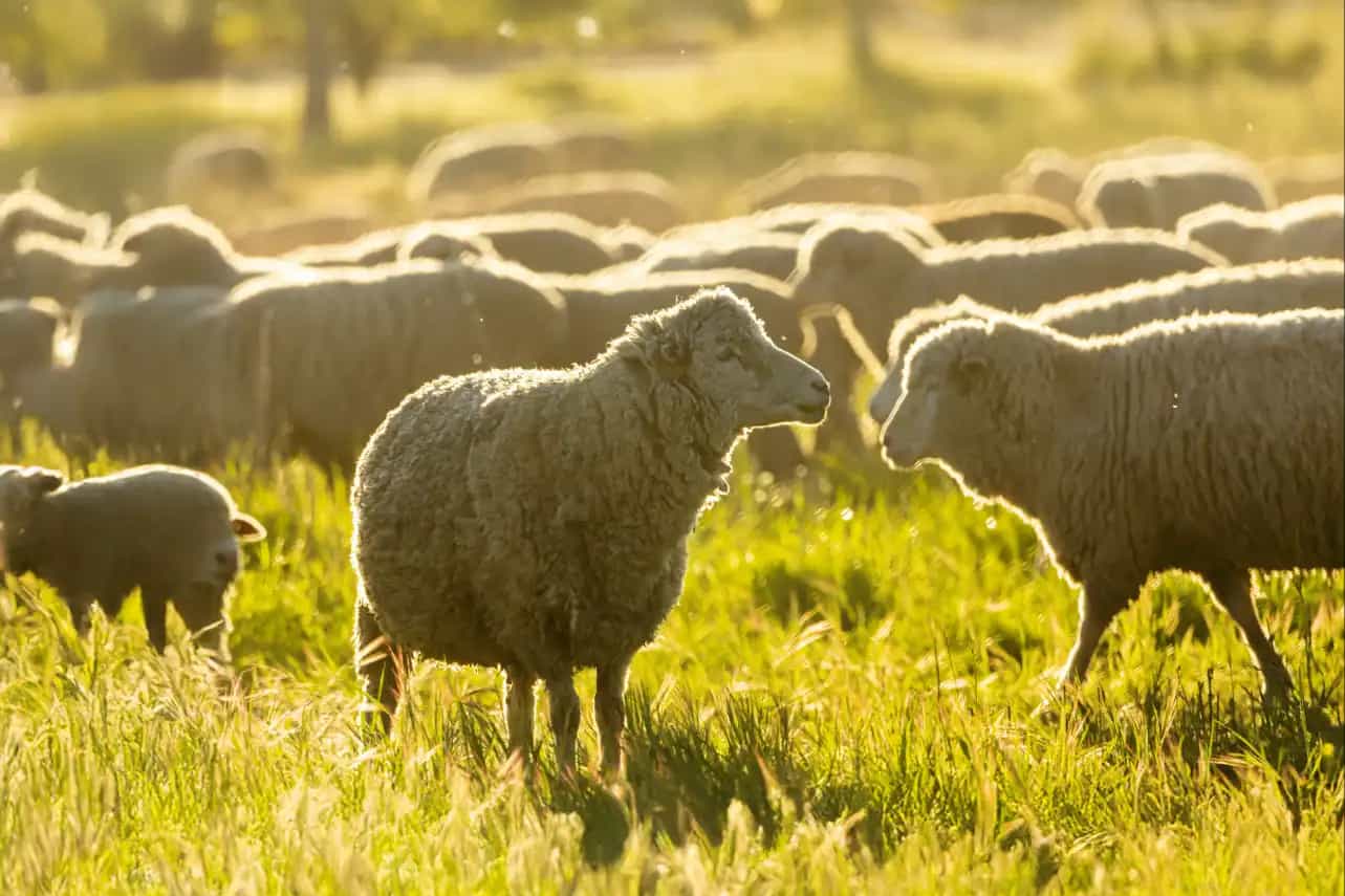 Livestock