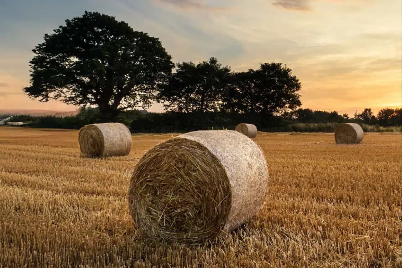 Mixed farming