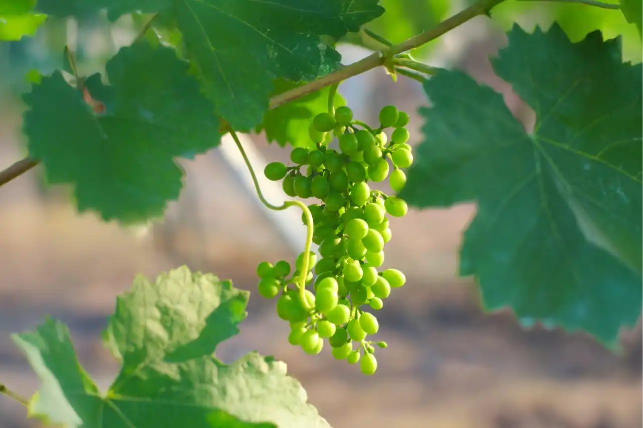Viticulture