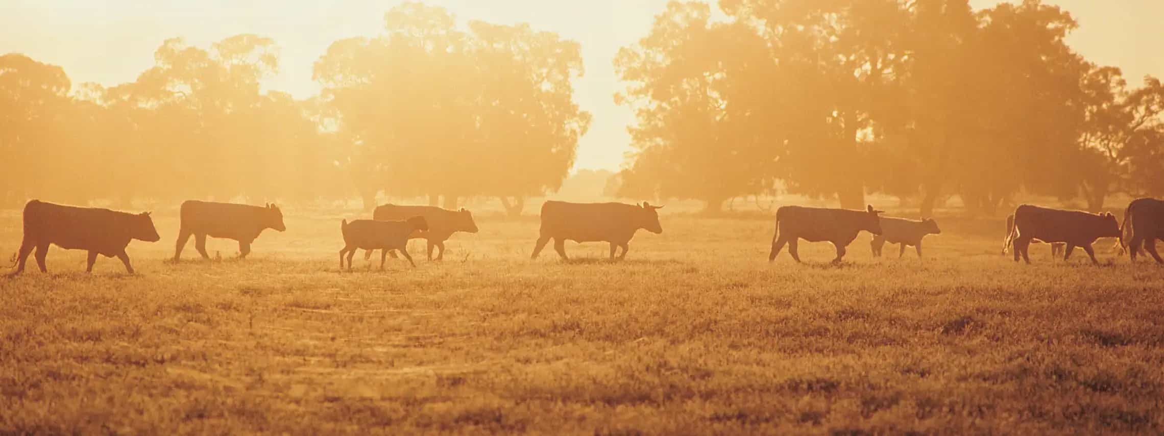 Livestock finance hero image