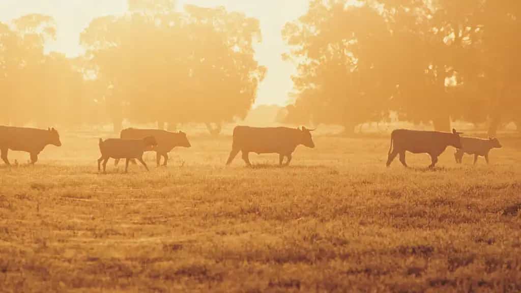 Livestock finance