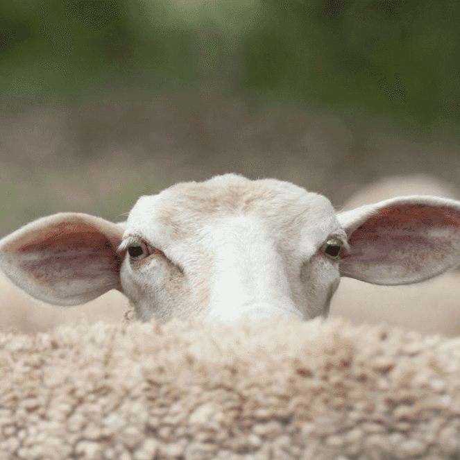 sheep